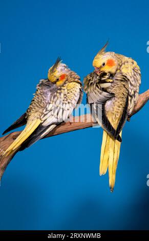 Junge Kakerlaken (Nymphicus hollandicus) Stockfoto