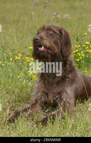 Deutscher gebrochener Zeigehund, Pudelzeiger, Outdoor, Outdoor Stockfoto