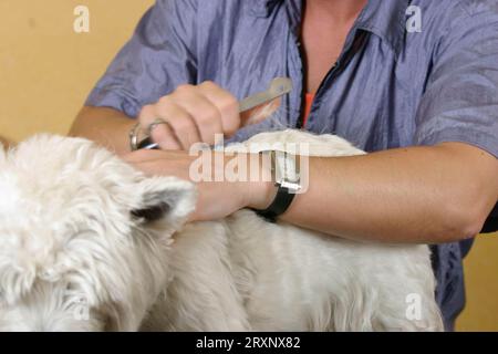 Der West Highland White Terrier Wird Getrimmt, Westie Stockfoto