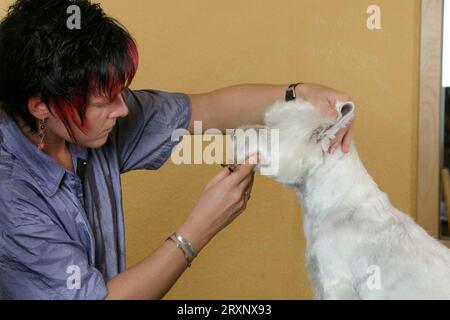 Die Frau kontrolliert die Beschneidung des West Highland White Terrier, Westie Stockfoto