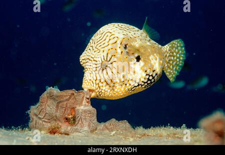 Map Puffer (Arothron mappa) (Tetrodon mappa) (Tetraodon mappa), Mappa Pufferfish, Map Puffer Lankayan, Borneo, Malaysia Stockfoto