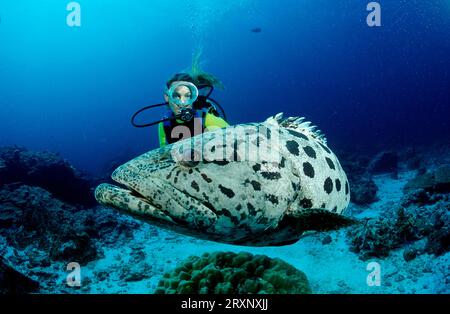 Taucher mit Kartoffelzackenbarsch (Epinephelus tukula), Burma, Taucher und gefleckter Riesenzackenbarsch, Andamanensee, Burma, Riese, Kartoffelzackenbarsch und gefleckter Riese Stockfoto