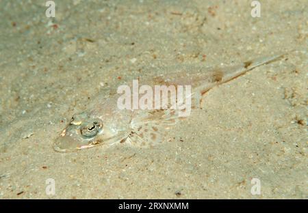 Langnase Flathead, jung, Similan Islands, Andamanensee, Longsnout Flathead (Thysanophrys chiltonae), Krokodilfische, Thailand Stockfoto