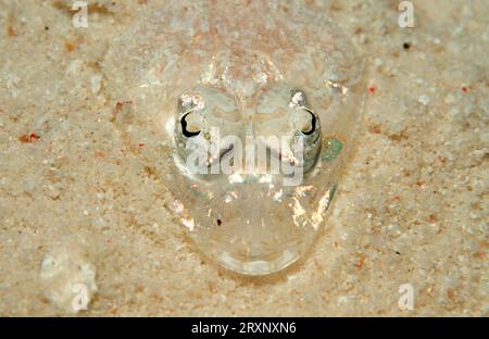 Langnase Flathead, jung, Similan Islands, Andamanensee, Longsnout Flathead (Thysanophrys chiltonae), Krokodilfische, Thailand Stockfoto