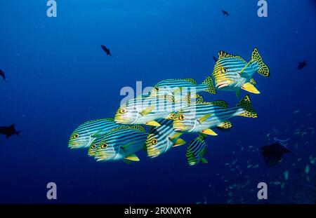 Orientalische Süßlippen (Plectorhinchus vittatus), Ari atol (Plectorhinchus orientalis), Malediven Stockfoto