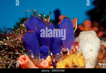 Blue Yellow-Ringed Sea Squirt, Bohol Sea, Philippinen (Rhopalaea crassa) Stockfoto