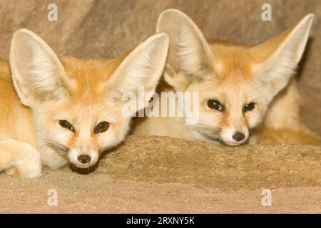 Fenneks (Vulpes zerda), Paar, Wüstenfuchs Stockfoto