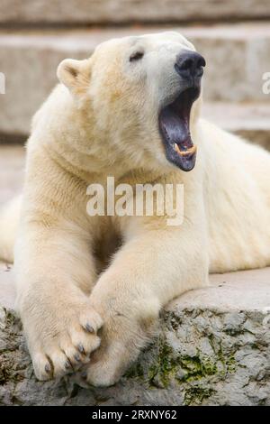 Eisbär (Ursus maritimus) (Thalassarctos maritimus) Stockfoto