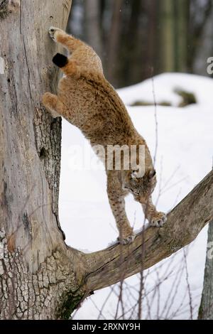 Europäischer Lynx (Lynx lynx) im Winter (Felis lynx) Stockfoto