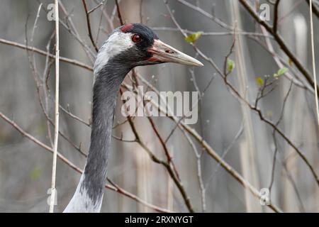 Kranich (Grus grus), im Sumpfwald, Studie im Biotop, Halbporträt, Naturpark Peene Valley River Landscape, Mecklenburg-West Stockfoto