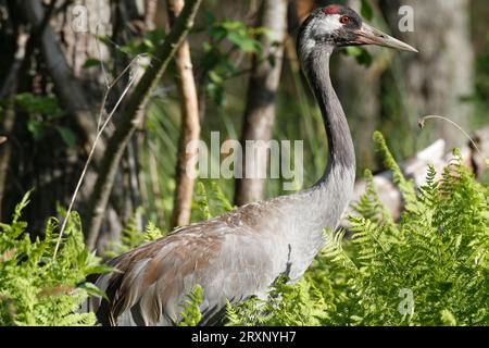 Kranich (Grus grus), im Sumpfwald, Studie im Biotop, Naturpark Peenetal Flusslandschaft, Mecklenburg-Vorpommern, Deutschland Stockfoto