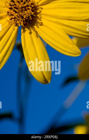 Gelbe Blüten der Jerusalemer Artischocke (Helianthus tuberosus). Blühende Sonnenwurzel, Sonnenblume, Wildblumenblume, Topinambur oder Erdapfel. Stockfoto