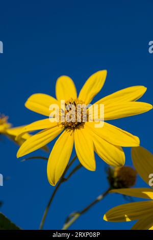 Gelbe Blüten der Jerusalemer Artischocke (Helianthus tuberosus). Blühende Sonnenwurzel, Sonnenblume, Wildblumenblume, Topinambur oder Erdapfel. Stockfoto