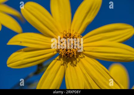 Gelbe Blüten der Jerusalemer Artischocke (Helianthus tuberosus). Blühende Sonnenwurzel, Sonnenblume, Wildblumenblume, Topinambur oder Erdapfel. Stockfoto