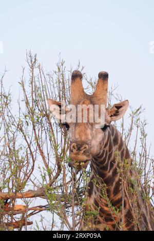 Das höchste Landtier durchkämmt die Dornakazie und erreicht Äste, die andere Tiere nicht erreichen können. Stockfoto