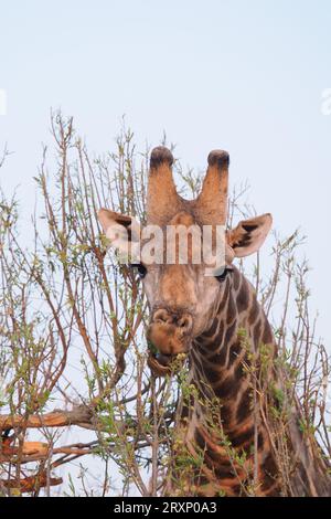 Das höchste Landtier durchkämmt die Dornakazie und erreicht Äste, die andere Tiere nicht erreichen können. Stockfoto