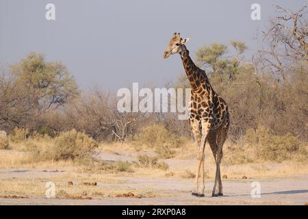 Das höchste Landtier durchkämmt die Dornakazie und erreicht Äste, die andere Tiere nicht erreichen können. Stockfoto