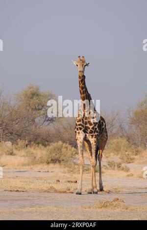 Das höchste Landtier durchkämmt die Dornakazie und erreicht Äste, die andere Tiere nicht erreichen können. Stockfoto