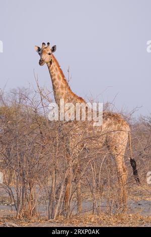 Das höchste Landtier durchkämmt die Dornakazie und erreicht Äste, die andere Tiere nicht erreichen können. Stockfoto