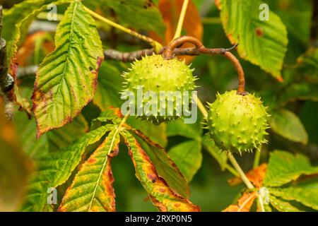 Conker wächst auf einem Rosskastanienbaum, Aesculus hippocastanum Stockfoto