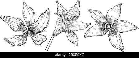 Vanilleblüten-Set. Handgezeichnete Vektorillustration von Orchideenpflanzen auf isoliertem Hintergrund. Entnahme von pflanzlichen Zutaten zum Kochen. Geblümtes Paket im Stil von Strichgrafiken mit schwarzen Tinten. Stock Vektor