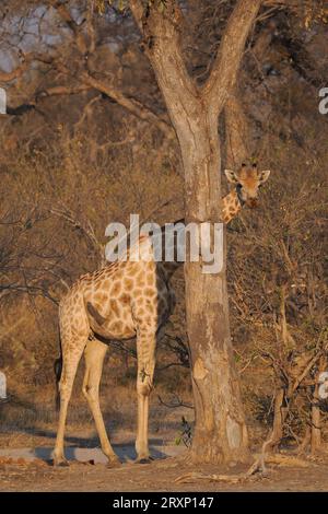 Das höchste Landtier durchkämmt die Dornakazie und erreicht Äste, die andere Tiere nicht erreichen können. Stockfoto