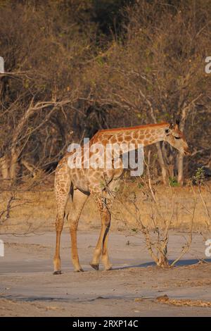 Das höchste Landtier durchkämmt die Dornakazie und erreicht Äste, die andere Tiere nicht erreichen können. Stockfoto