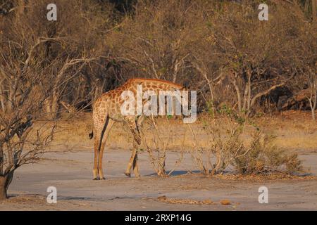 Das höchste Landtier durchkämmt die Dornakazie und erreicht Äste, die andere Tiere nicht erreichen können. Stockfoto