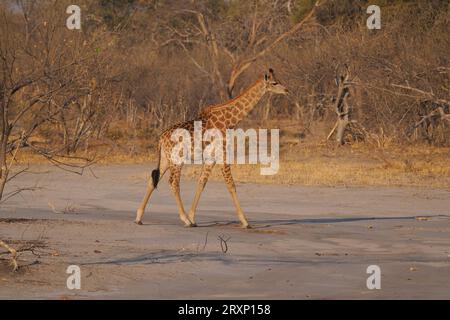 Das höchste Landtier durchkämmt die Dornakazie und erreicht Äste, die andere Tiere nicht erreichen können. Stockfoto