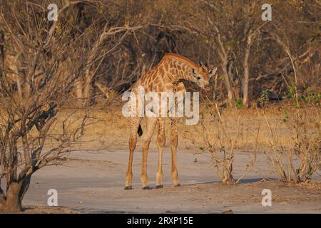 Das höchste Landtier durchkämmt die Dornakazie und erreicht Äste, die andere Tiere nicht erreichen können. Stockfoto