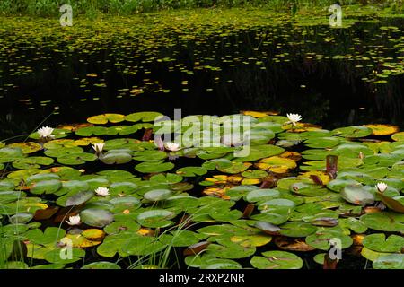 Seerosen schwimmen auf einem ruhigen Teich mit weißen Blumen in den Gärten von Portmeirion Stockfoto