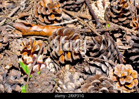 pinus sylvestris (pinus sylvestris), Nahaufnahme mit Blick auf einen einzelnen alten Reifen Kiefernkegel unter dem Detritus unter dem Baum, aus dem er gefallen ist. Stockfoto