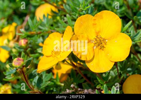 Strauchiges Cinquefoil (potentilla fruticosa), möglicherweise Sorte Bella Sol, Nahaufnahme mit den gelb-orangen Blüten des häufig gepflanzten Strauchs. Stockfoto