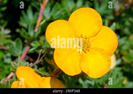 Strauchiges Cinquefoil (potentilla fruticosa), möglicherweise Sorte Bella Sol, Nahaufnahme mit den gelb-orangen Blüten des häufig gepflanzten Strauchs. Stockfoto