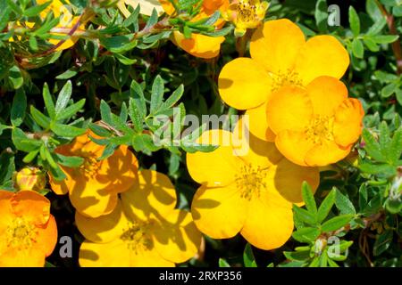 Strauchiges Cinquefoil (potentilla fruticosa), möglicherweise Sorte Bella Sol, Nahaufnahme mit den gelb-orangen Blüten und Blättern des Strauchs. Stockfoto