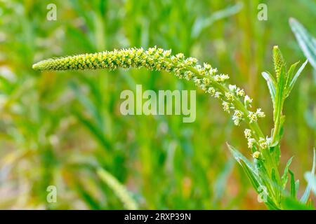 Weld or Dyer's Rocket (reseda luteola), Nahaufnahme des Blütenstachels der einst weit verbreiteten Pflanze, die für den von ihr produzierten gelben Farbstoff angebaut wurde. Stockfoto