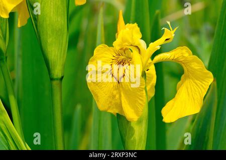 Gelbe Iris oder gelbe Flagge (Iris pseudacorus), Nahaufnahme einer der großen gelben Blüten der gemeinsamen Wasserseitenpflanze, die unter anderem isoliert ist. Stockfoto