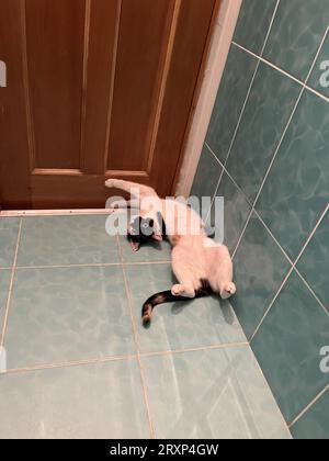 Trikolorkatze liegt auf dem Badezimmerboden. Stockfoto