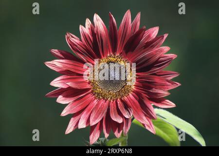 Prächtige rote Blume der Sonnenblume Stockfoto