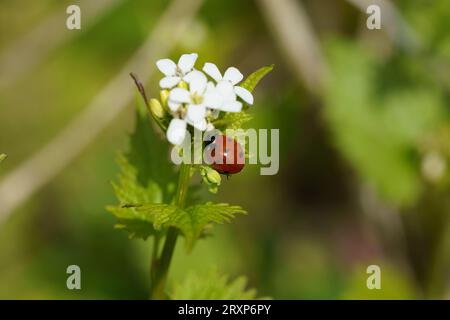 Coccinella septempunctata Familie Coccinellidae Gattung Coccinella Sieben Spot Marienkäfer wilde Natur Insektenfotografie, Bild, Tapete Stockfoto