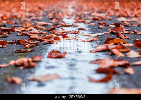 Einen nassen und rutschigen Herbst Straße in die Landschaft. Fahren auf der Straße in die Herbstsaison. Stockfoto