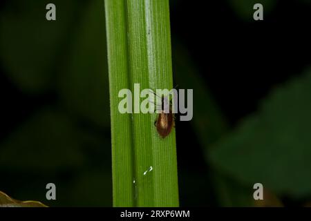 Lagria hirta Familie Tenebrionidae Gattung Lagria rauhaariger Lagriakäfer wilde Natur Insektenfotografie, Bild, Tapete Stockfoto