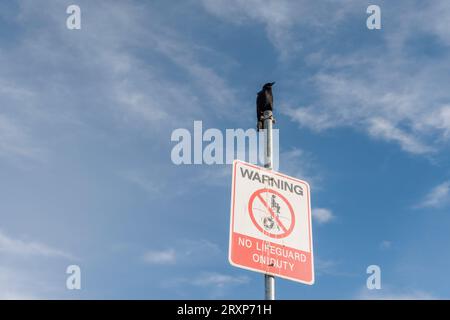 Eine einzelne Krähe steht auf einem Schild, das darauf hinweist, dass an einem Strand in Vancouver, Kanada, keine Rettungsschwimmer im Dienst sind. Das Schild steht vor einem winterlich blauen Himmel. Stockfoto