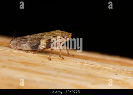 Aphrophora alni Familie Aphrophoridae Gattung Aphrophora Erle Spittle Bug Wildnis Insektentapete, Fotografie, Bild Stockfoto