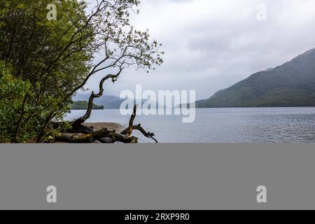 Der oft besungene Loch Lomond, wie hier am Firkin Point ist mit seinen 71 Quadratkilometern der flächenmäßig größten See in Schottland und Großbritannien 19.09.2023 Loch Lomond Firkin Point Schottland Großbritannien *** die oft über Loch Lomond gesungen werden, wie hier am Firkin Point, ist mit seinen 71 Quadratkilometern der größte See in Schottland und Großbritannien 19 09 2023 Loch Lomond Firkin Point Scotland Großbritannien Credit: Imago/Alamy Live News Stockfoto