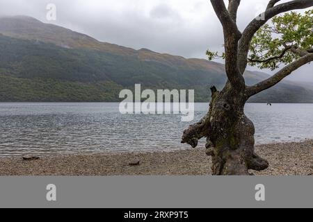 Der oft besungene Loch Lomond, wie hier am Firkin Point ist mit seinen 71 Quadratkilometern der flächenmäßig größten See in Schottland und Großbritannien 19.09.2023 Loch Lomond Firkin Point Schottland Großbritannien *** die oft über Loch Lomond gesungen werden, wie hier am Firkin Point, ist mit seinen 71 Quadratkilometern der größte See in Schottland und Großbritannien 19 09 2023 Loch Lomond Firkin Point Scotland Großbritannien Credit: Imago/Alamy Live News Stockfoto