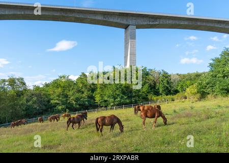 Weidepferde unter der Koroshegy-Talbrücke neben dem Plattensee in Ungarn bei Sommersonne Stockfoto