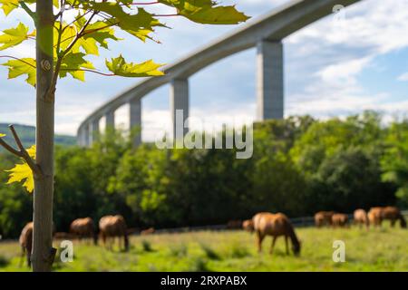 Weidepferde unter der Koroshegy-Talbrücke neben dem Plattensee in Ungarn bei Sommersonne Stockfoto