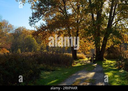 Zwei riesige Eichen, die sich im Herbst über einen Reitweg erstrecken, werden von frühmorgendlichem Sonnenlicht hinterleuchtet Stockfoto