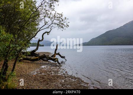 Der oft besungene Loch Lomond, wie hier am Firkin Point ist mit seinen 71 Quadratkilometern der flächenmäßig größten See in Schottland und Großbritannien 19.09.2023 Loch Lomond Firkin Point Schottland Großbritannien *** die oft über Loch Lomond gesungen werden, wie hier am Firkin Point, ist mit seinen 71 Quadratkilometern der größte See in Schottland und Großbritannien 19 09 2023 Loch Lomond Firkin Point Scotland Großbritannien Credit: Imago/Alamy Live News Stockfoto